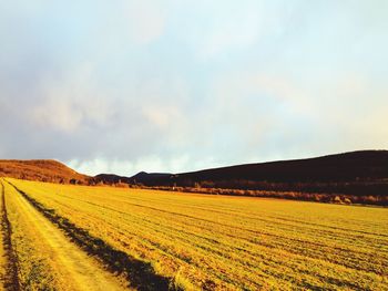 Scenic view of field against sky