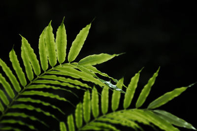 Close-up of fern leaves