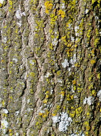 Close-up of lichen on tree trunk