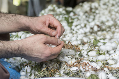 Man's hand removing extra fibers from white silkworm cocoon shells, source of silk thread 