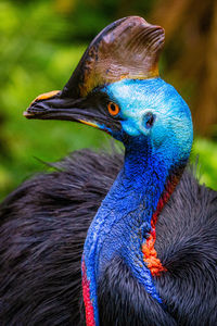 Close-up of peacock