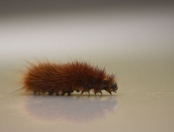 Close-up of insect over white background