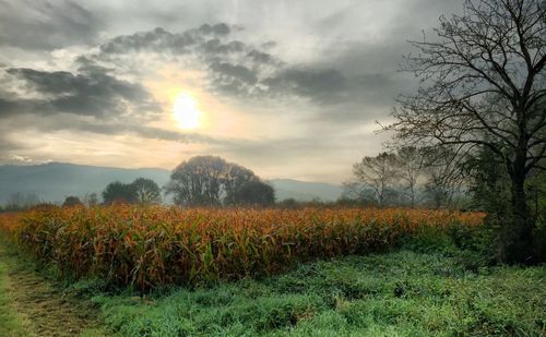 Scenic view of field against sky during sunset