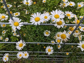High angle view of white daisy flowers on field
