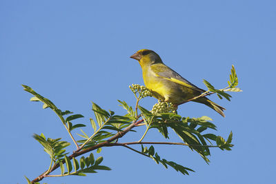 Low angle view of bird perching on tree against sky