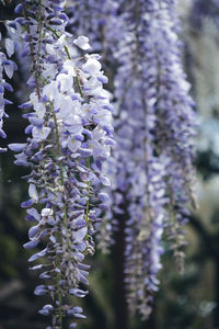 Close-up of purple flowering plant