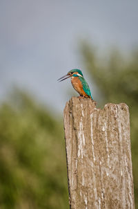Close-up of bird perching on wooden post