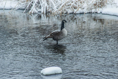 Ducks swimming in lake