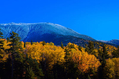 Autumn trees by mountains against clear blue sky