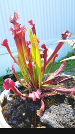 Close-up of red flowers