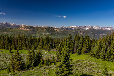 Scenic view of pine trees against sky