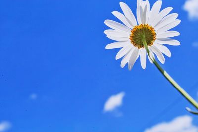 Close-up of white flower blooming outdoors