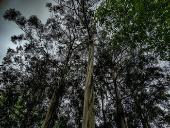 Low angle view of trees against sky