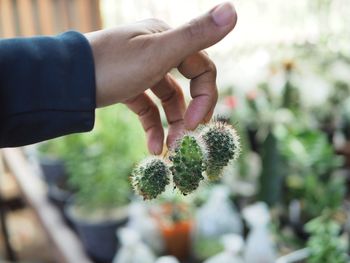 Close-up of hand holding plant