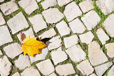 High angle view of maple leaf on footpath