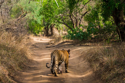View of cat walking on road