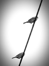 Low angle view of bird perching on tree