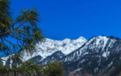 Low angle view of pine tree against blue sky