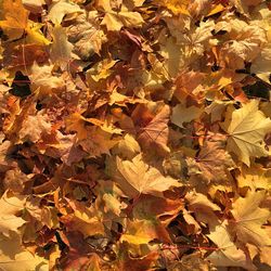 Full frame shot of autumn leaves