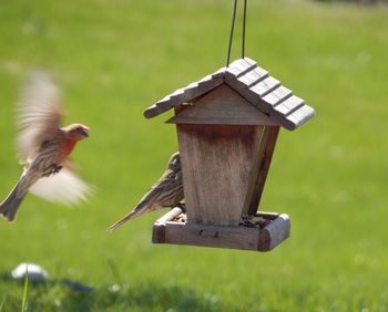 Bird flying toward feeder