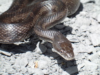 Close-up of lizard on rock