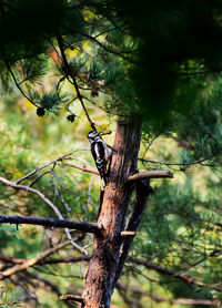 Low angle view of bird perching on tree