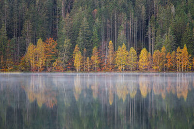 Scenic view of forest during autumn