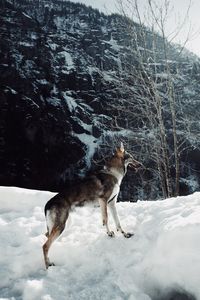 Dog on snow covered land