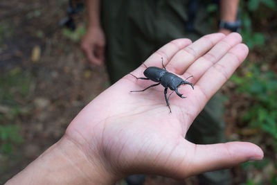 Cropped image of person holding insect