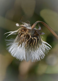 Close-up of wilted plant