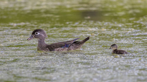 Duck swimming on pond