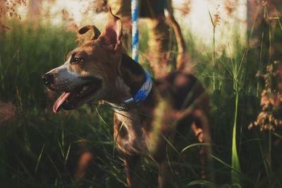 Close-up of dog on field