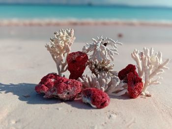 Close-up of rose on beach