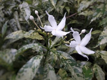 Close-up of white flowering plant