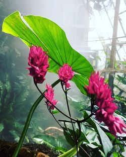 Close-up of pink flowers blooming in greenhouse