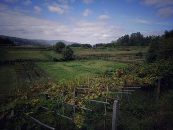 Scenic view of agricultural field against sky