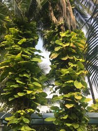 Low angle view of green leaves on tree