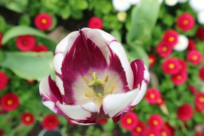 Close-up of flowers blooming outdoors