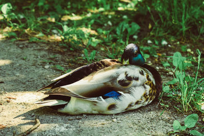 Close-up of a duck on a field