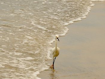 High angle view of bird on beach