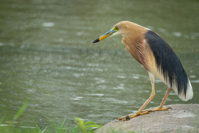 Bird perching on a lake