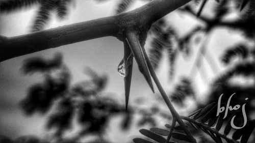 Close-up of spiked