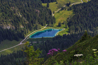 High angle view of trees on landscape