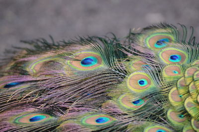 Close-up of peacock feathers