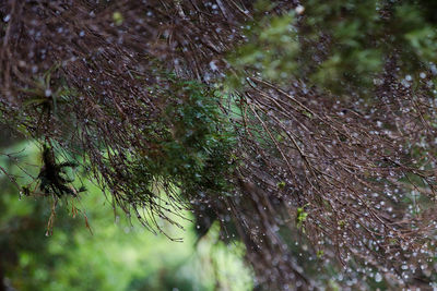 Close-up of spider web on tree