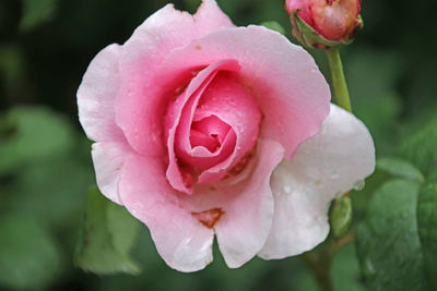 Close-up of pink rose