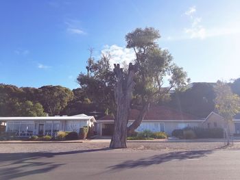 Trees by road against blue sky