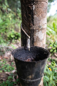 Close-up of tree trunk on field