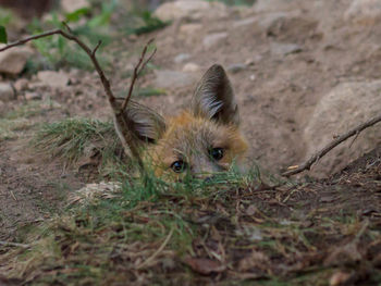 Portrait of red fox hiding behind plants