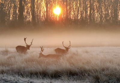 Silhouette deer standing on field during winter